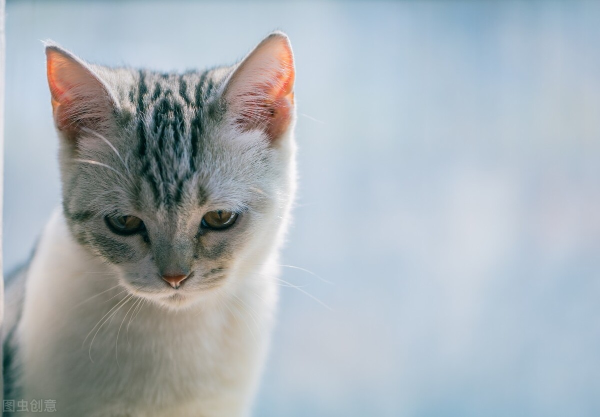 What to do if the cat vomits undigested food iNEWS