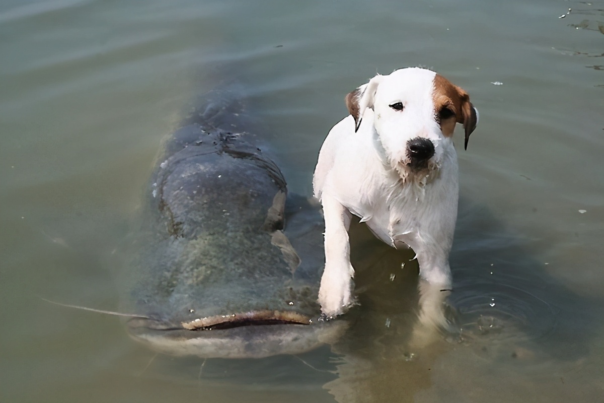 European giant catfish weighing up to 600 jin, it is rumored to be a