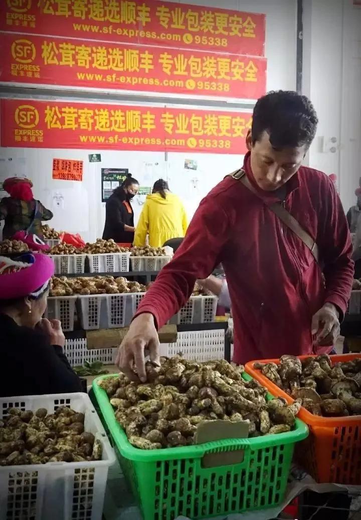 Which is better, Chinese matsutake or Japanese matsutake? iNEWS
