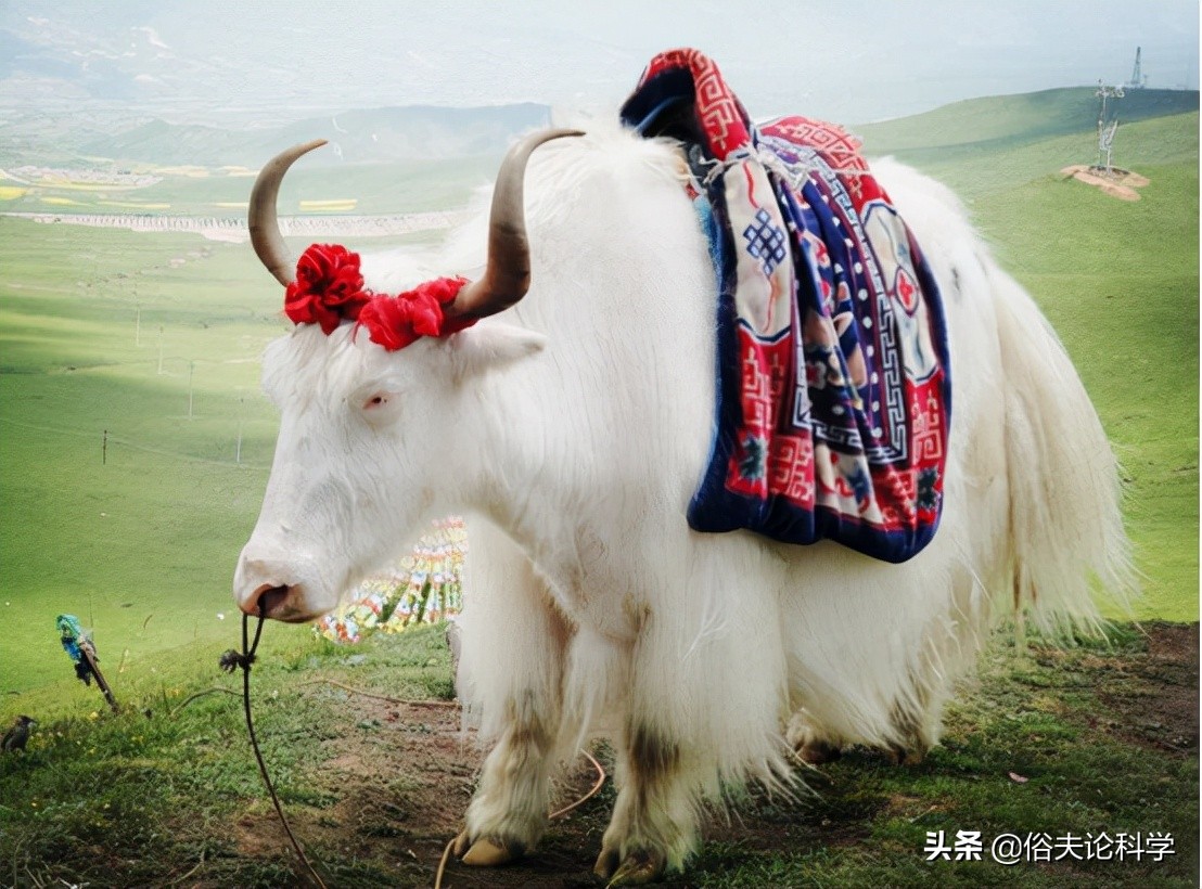 too frightening!A yak in Guilin, Guangxi was frightened and injured 4 ...