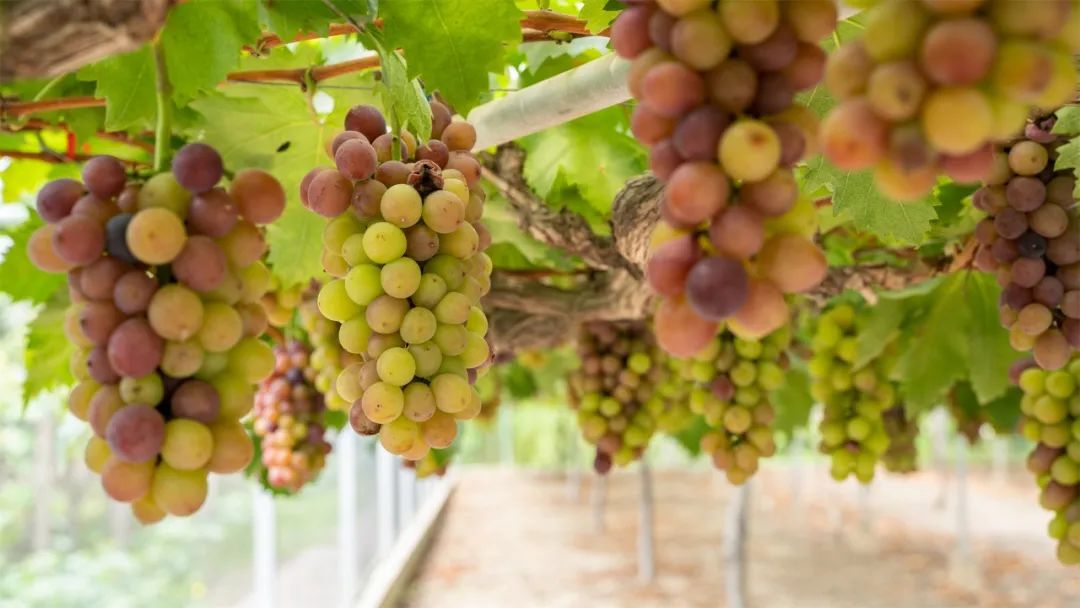 Hongshan grapes have entered the best tasting period, have you punched