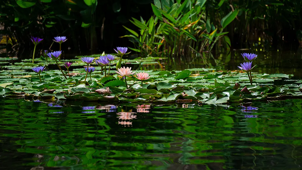 Is the lotus the flower of gentlemen or the flower of Zen? iNEWS