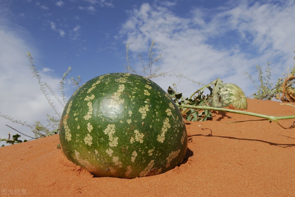 Watermelon originated in the hot and dry African desert, but why has it