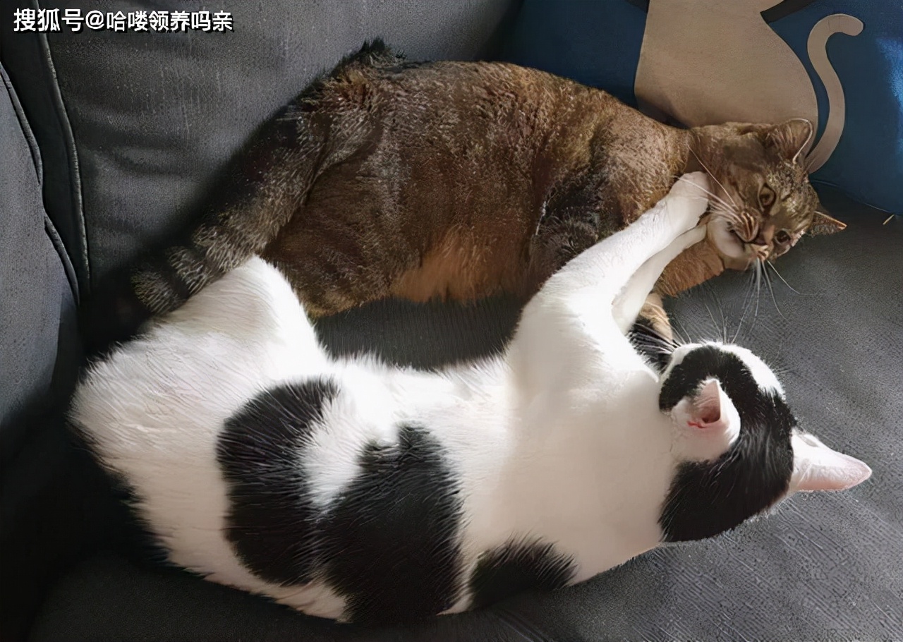 Why do cats fight?Occasionally fights are normal, and frequent fights