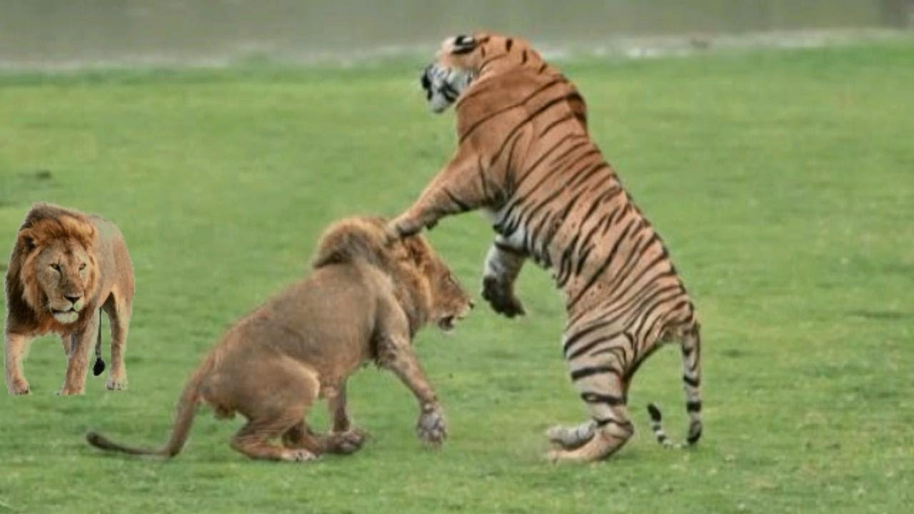 The 10 real deaths in liger fights in history, with each other winning ...