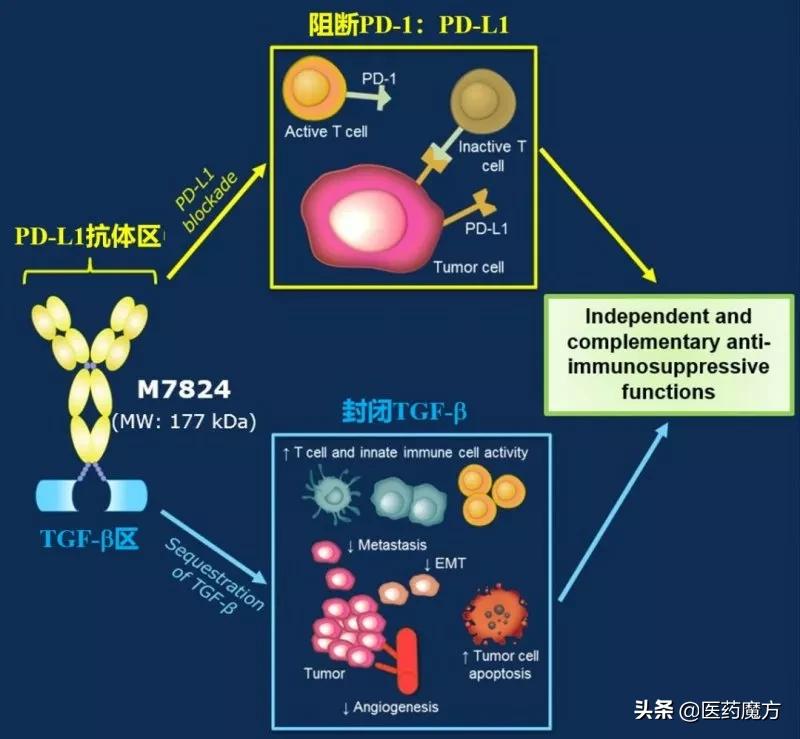 Merck/GSK terminates M7824 cooperation - iNEWS