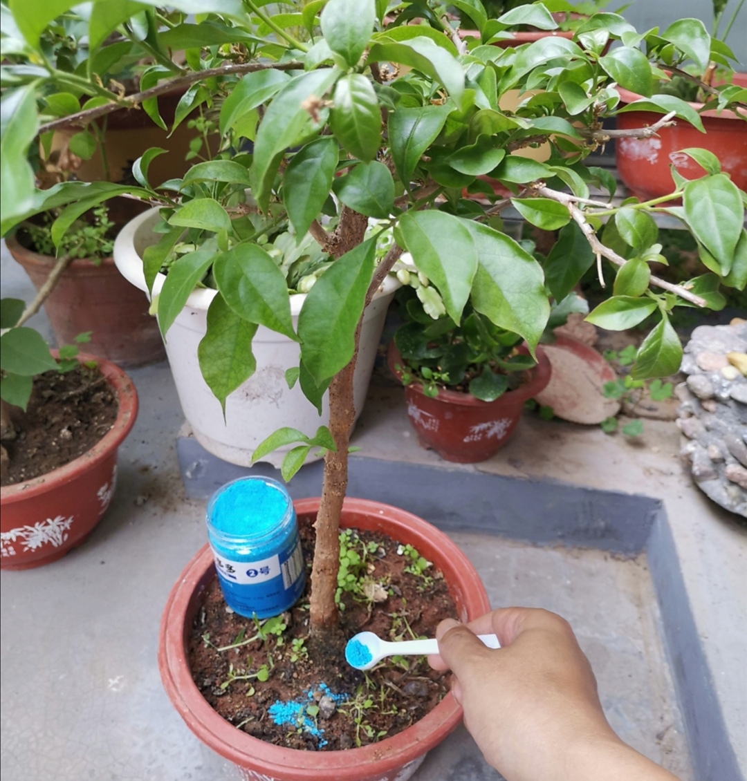 Family flowers, prepare 2 kinds of "flower promoting fertilizer", use