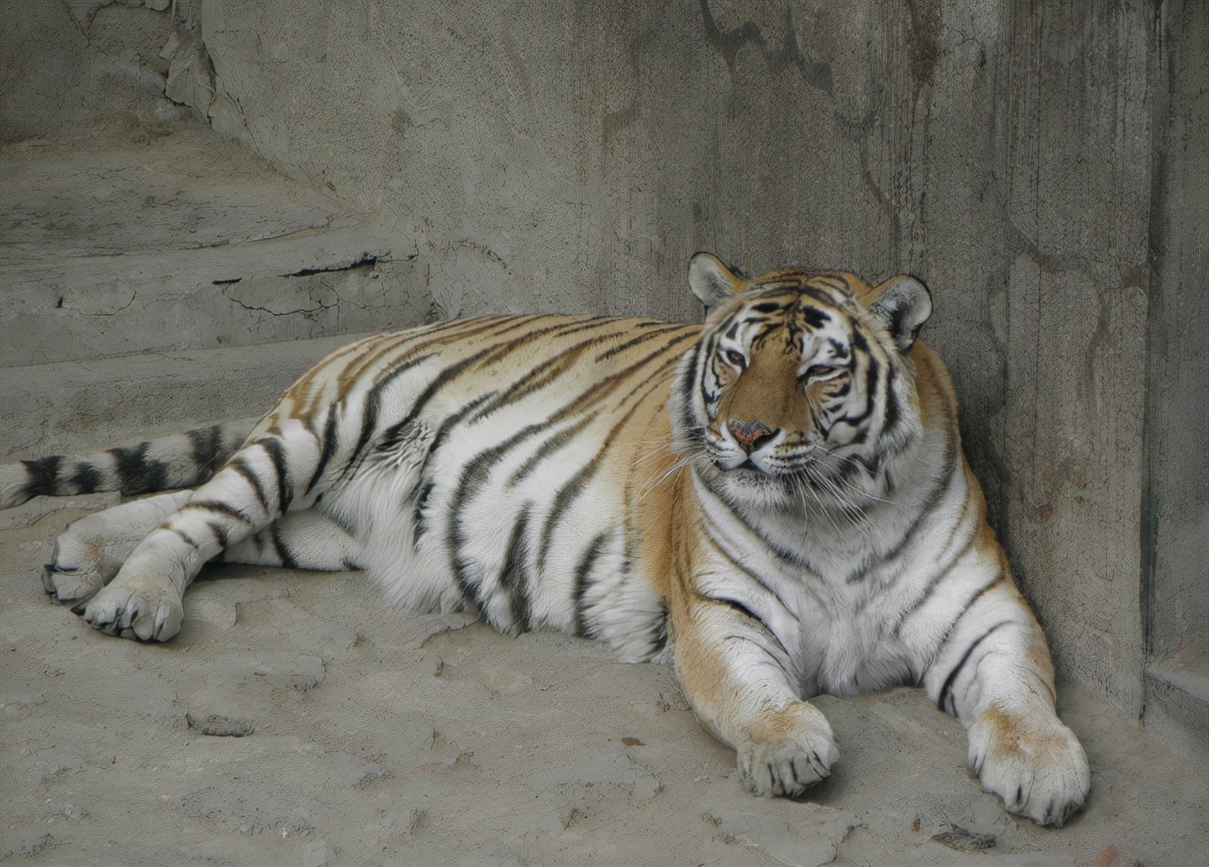 If we look at the top three comparisons between lions and tigers, we