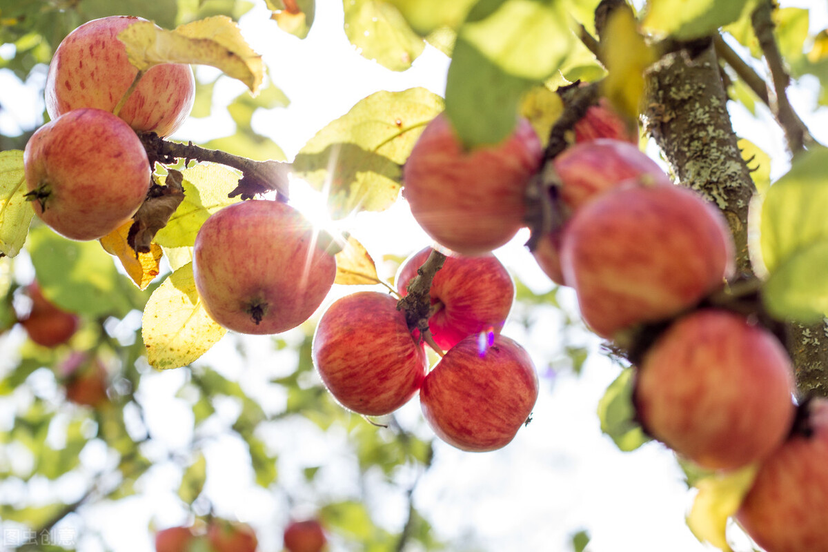 Can I eat apples before going to bed? iNEWS