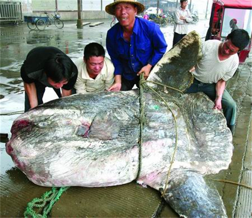 Sun Fish Bit Why is the sunfish that won't escape even if it is bitten? - iNEWS