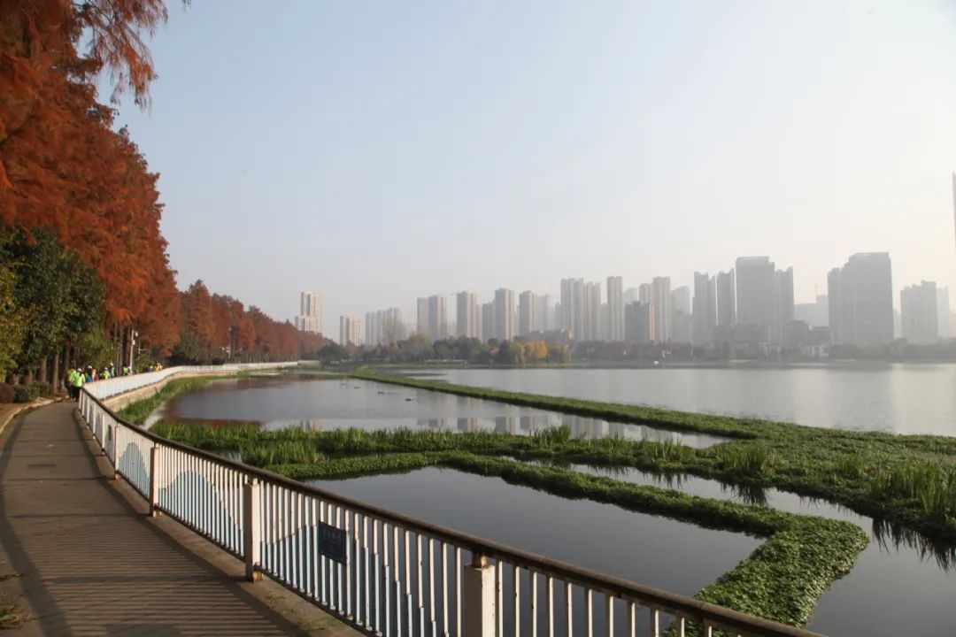 持之以恒 守护塔子湖的美 武汉绿色江城