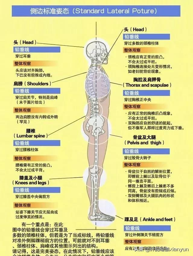 How to find the "neutral position" of the body for beginners practicing yoga? iNEWS