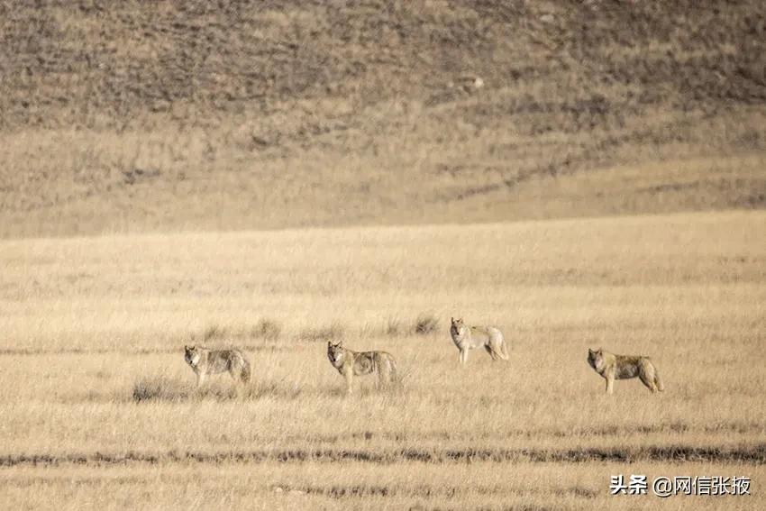 Wolf infested! Trails of wolves were photographed in the hinterland of ...