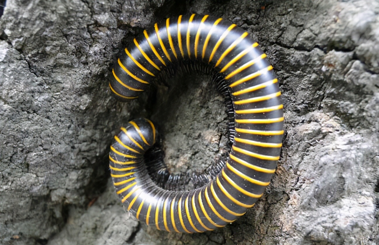 Malu Insects Malu is also called comb worm and millipede. When touched, it curls its ...
