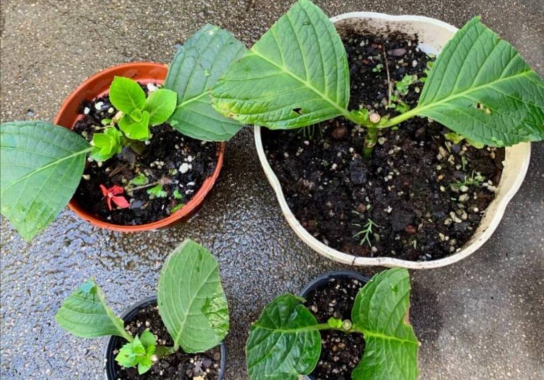 6 kinds of beautiful flowers, cuttings take root fast in autumn and