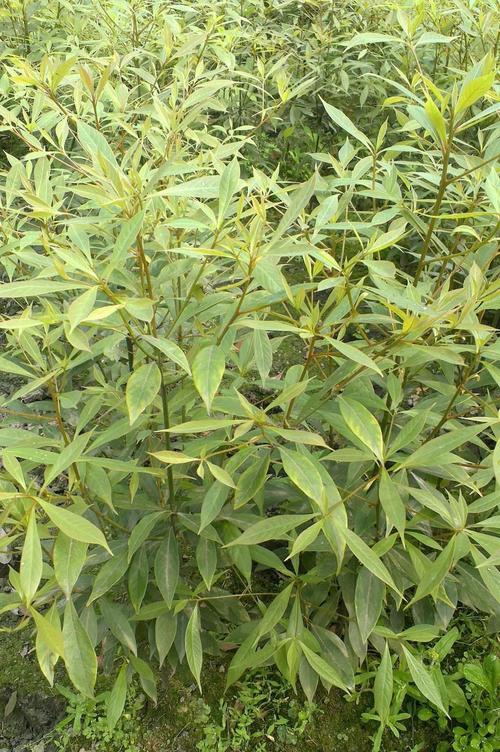 The golden nanmu is so valuable and can cost millions of dollars, why