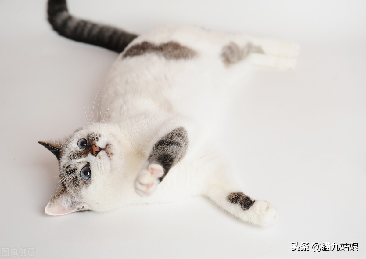 Why can't you touch the cat's tail? iNEWS