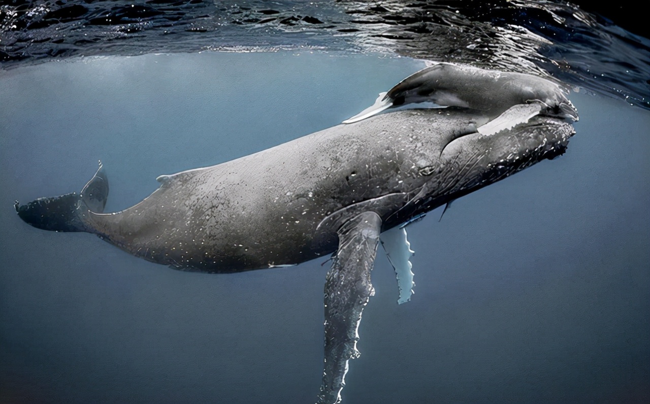 Daily life of humpback whales: eat, sleep, and kill killer whales!Why ...