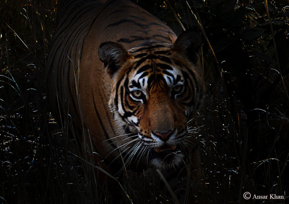 The son of the legendary tiger king: The Sudanese tiger drove high and ...