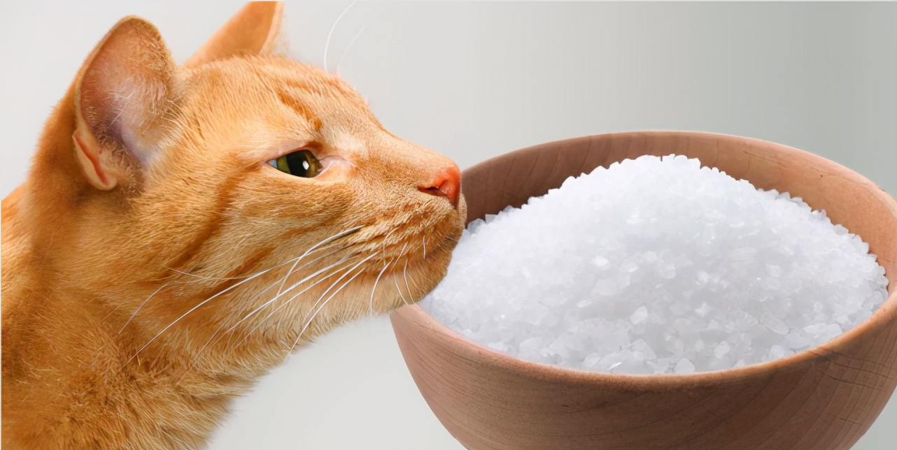 Do animals need extra salt? The body size is not much, why do people