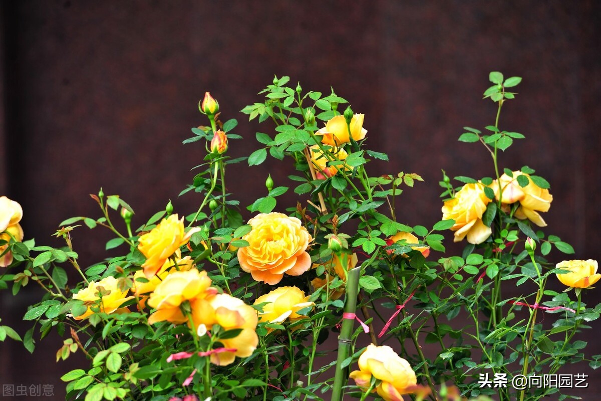 How to cut rose flowers?Heavy cut or light cut?Learn pruning methods, more flowers in summer iNEWS