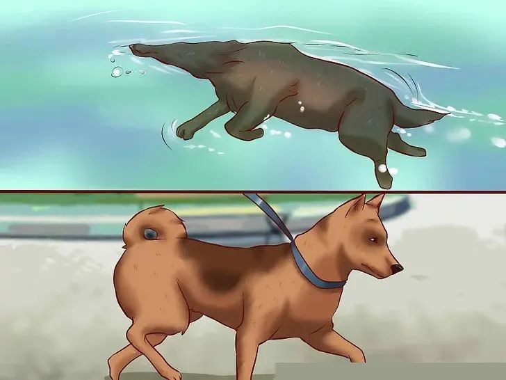 Walking can't make your dog lose weight, you have to do it iNEWS