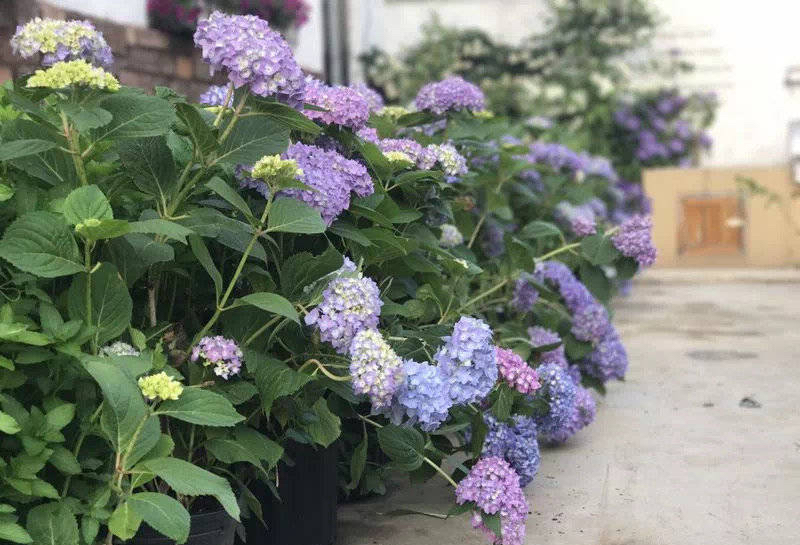 Raise hydrangea, do one more thing in autumn, the amount of flowers
