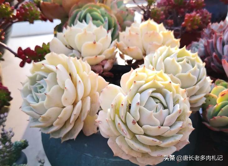 Succulent Luna lotus is pink and purple in color. It is simple to plant ...