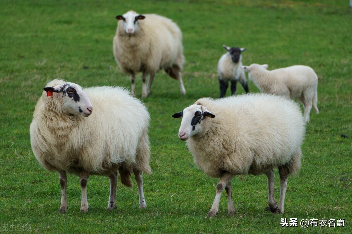 Tumor-like masses on the head and face of sheep?Demystifying 