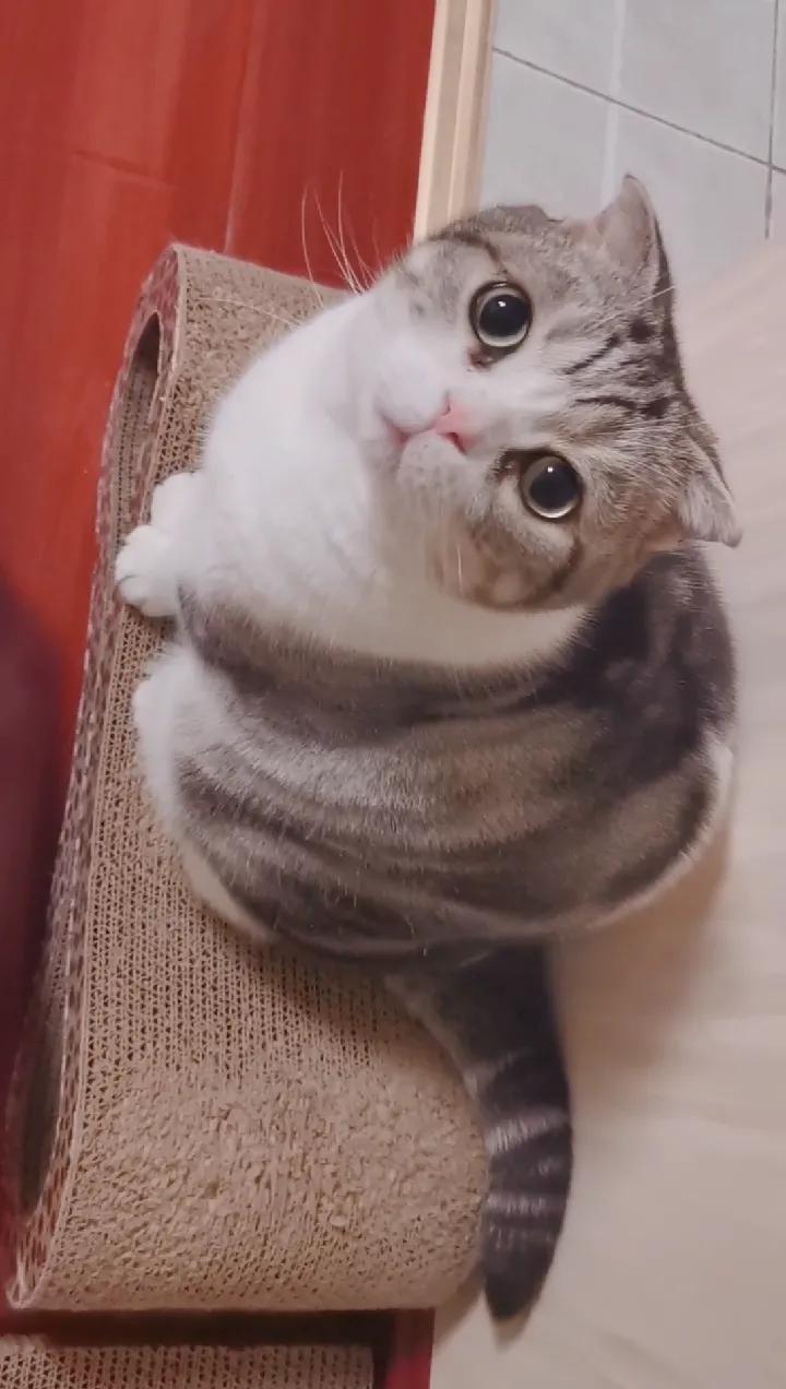 A stubborn cat iNEWS