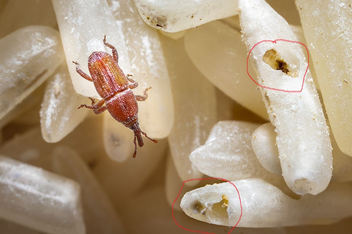 The "enemy" of China's grain storage!Why does the airtightly packaged