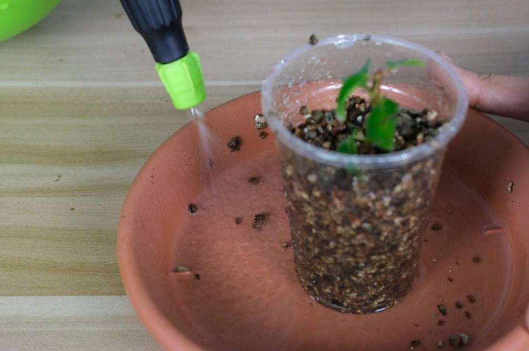 What kind of water is good for watering the flowers?Which one is more