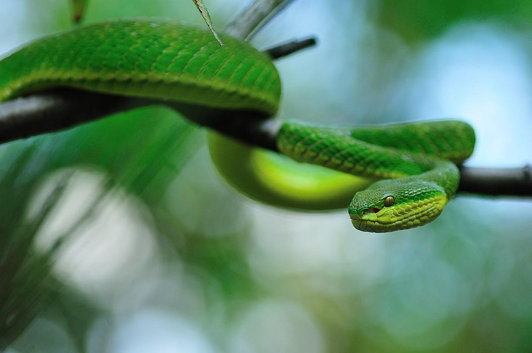 Bamboo Leaf Green Snake: The top hidden master of snakes, both a ...