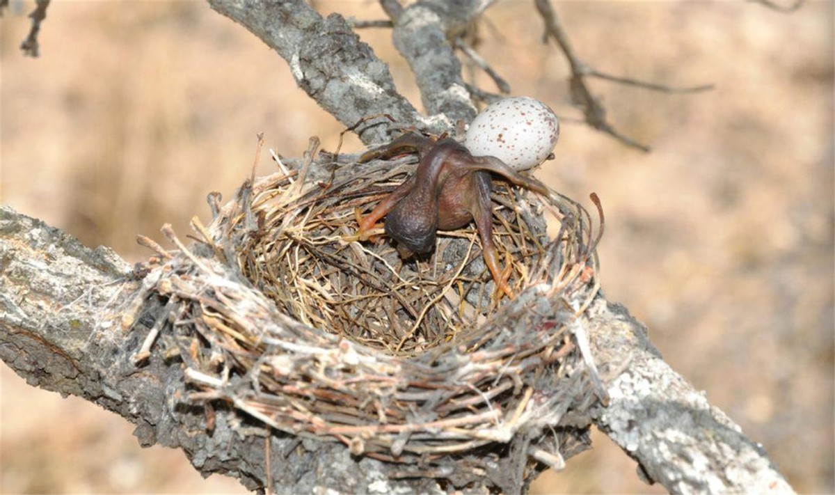 The Cuckoo Lays Its Eggs In Other Bird's Nests. How Do Other Birds ...