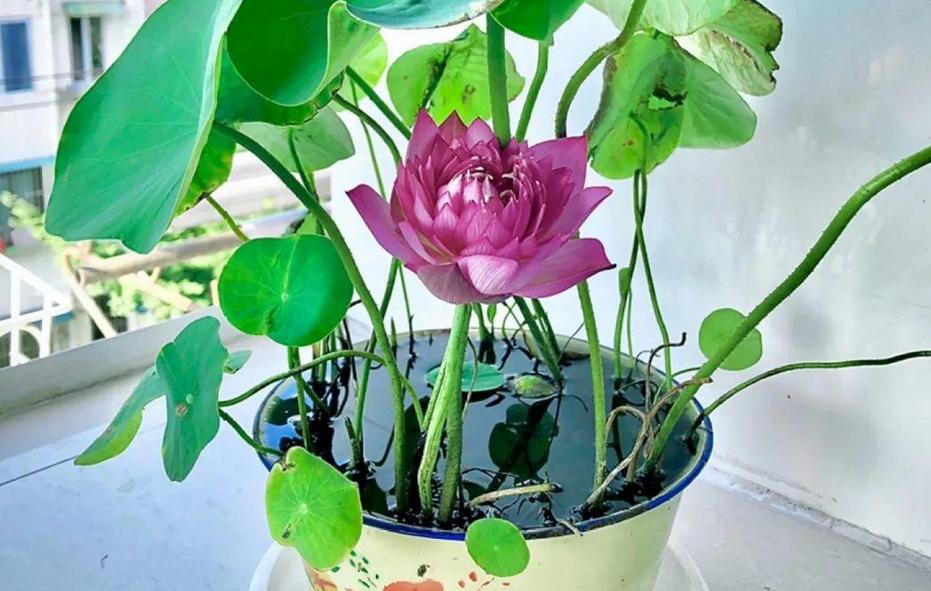 If you grow a bowl of lotus in summer, what causes the plant not to