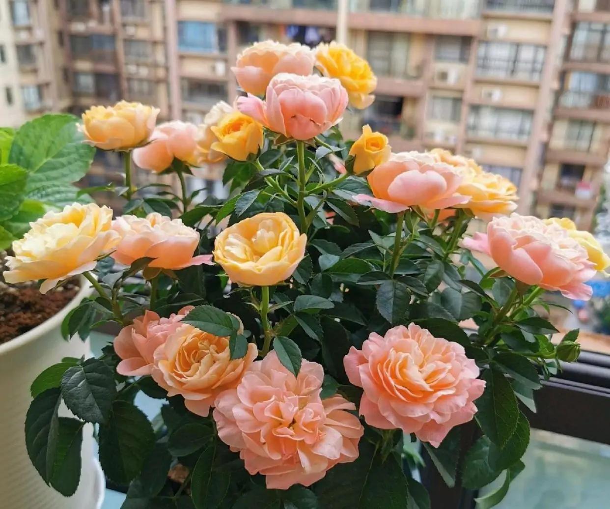 Balcony Mini Roses No. 4Dutch Balcony Series Roses iNEWS