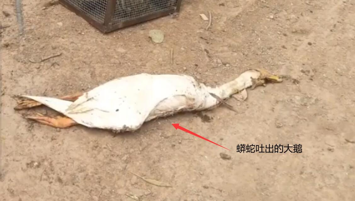 Snakes are afraid of goose fakes?Yunnan python swallows a whole goose