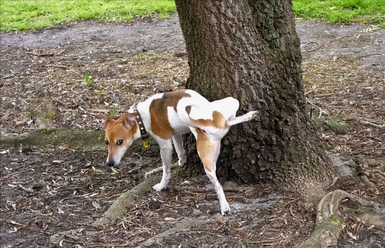 Why do dogs have to lift their legs when peeing iNEWS