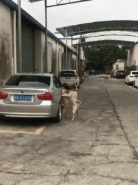 搞笑动图GIF图片：别闹，我和她闹着要呢！