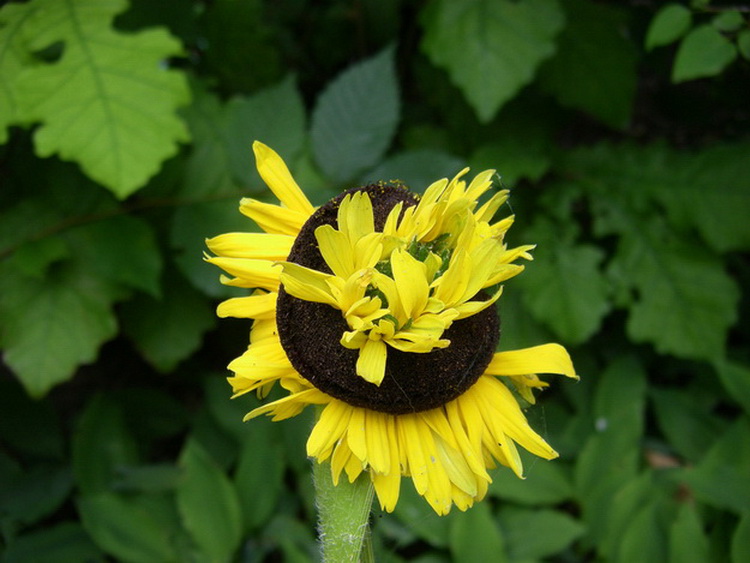 The morbid beauty, the flowers around the Fukushima nuclear power plant ...