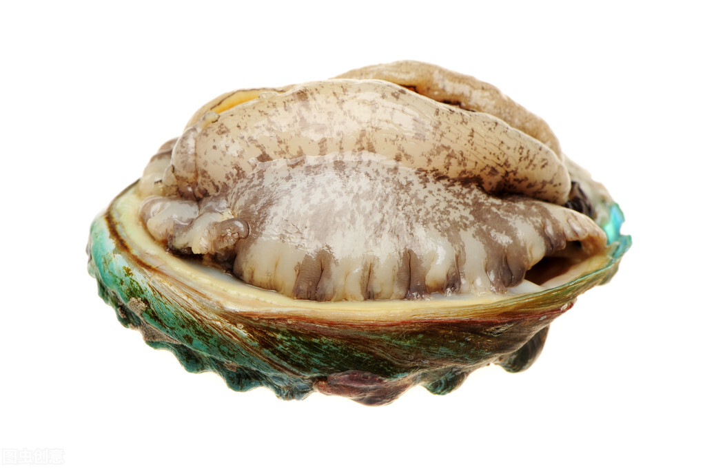 One Health Tips How to keep fresh abalone for a long time?Can fresh