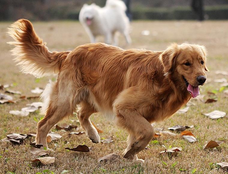 The dog turned and ran fast after mating. I'm afraid you don't know