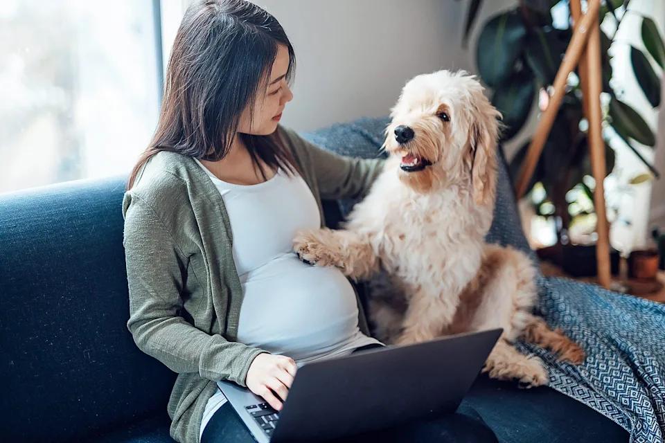 can-dogs-feel-that-humans-are-pregnant-inews