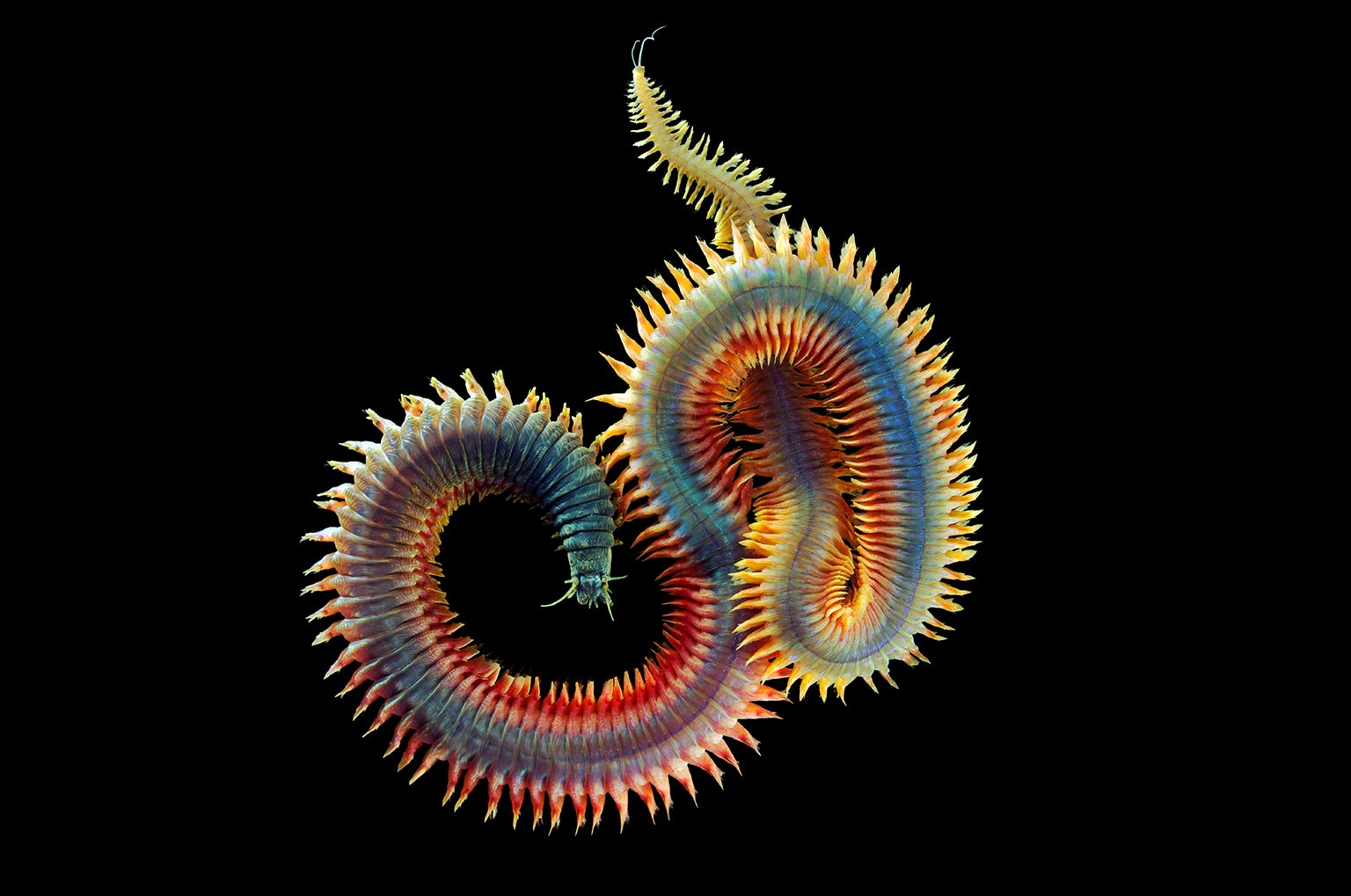 A wonder in the depths of the ocean!Rainbow colored centipede, fluffy ...