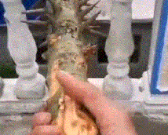 爆笑动态图片：快跑吧，你身体吃不消的！