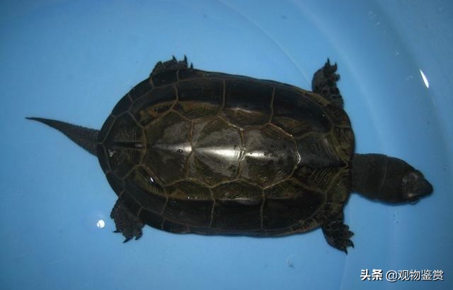 What kind of tortoise is a black tortoise? Although the species is ...