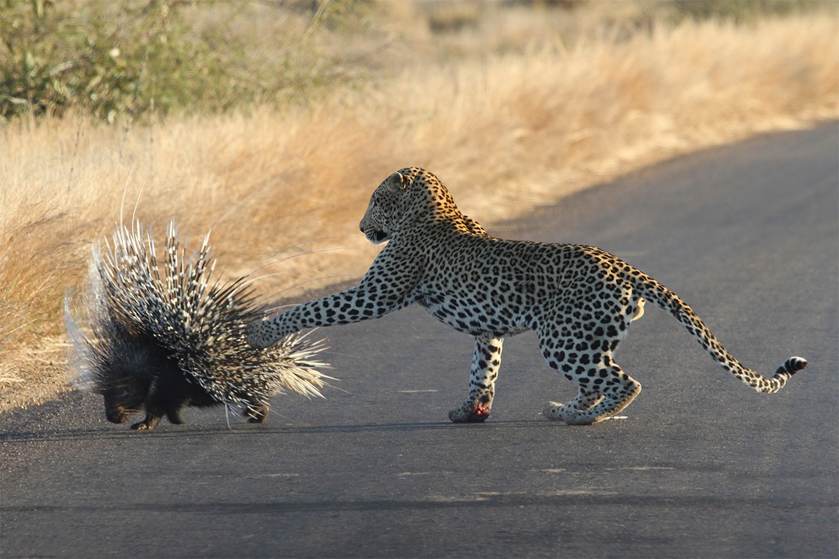 Leopards kill porcupines and deflate frequently!Why does the beast