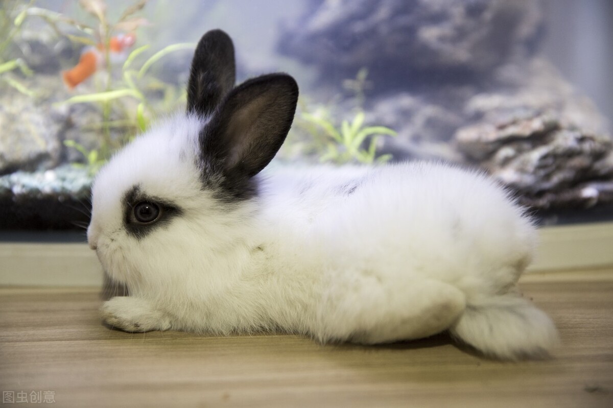 What medicine works best for rabbit ear mites iNEWS