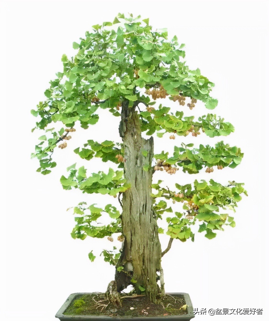 Ginkgo Bonsai, Oriental Sacred Tree - iNEWS