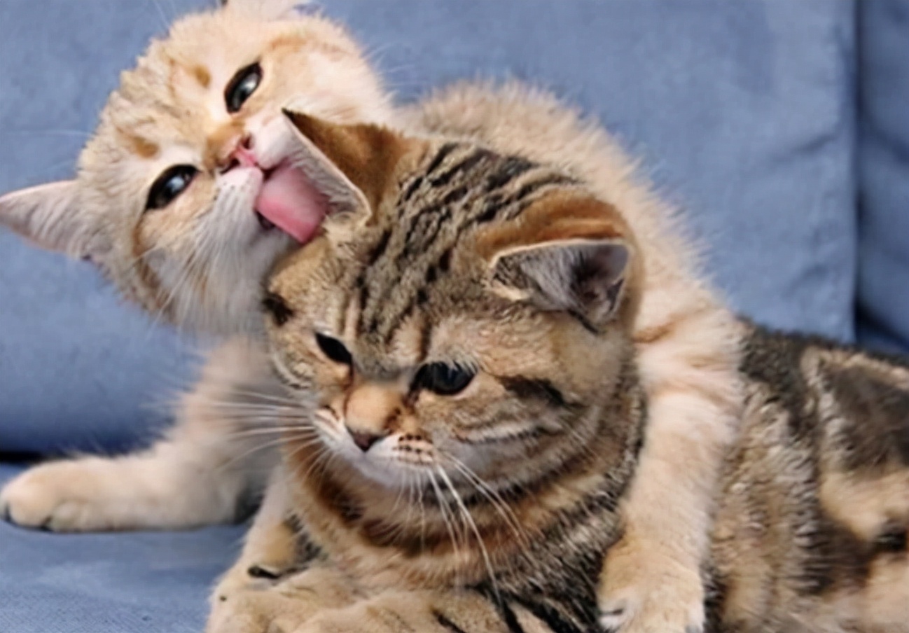 Why do female cats roll around after mating, turning their heads to